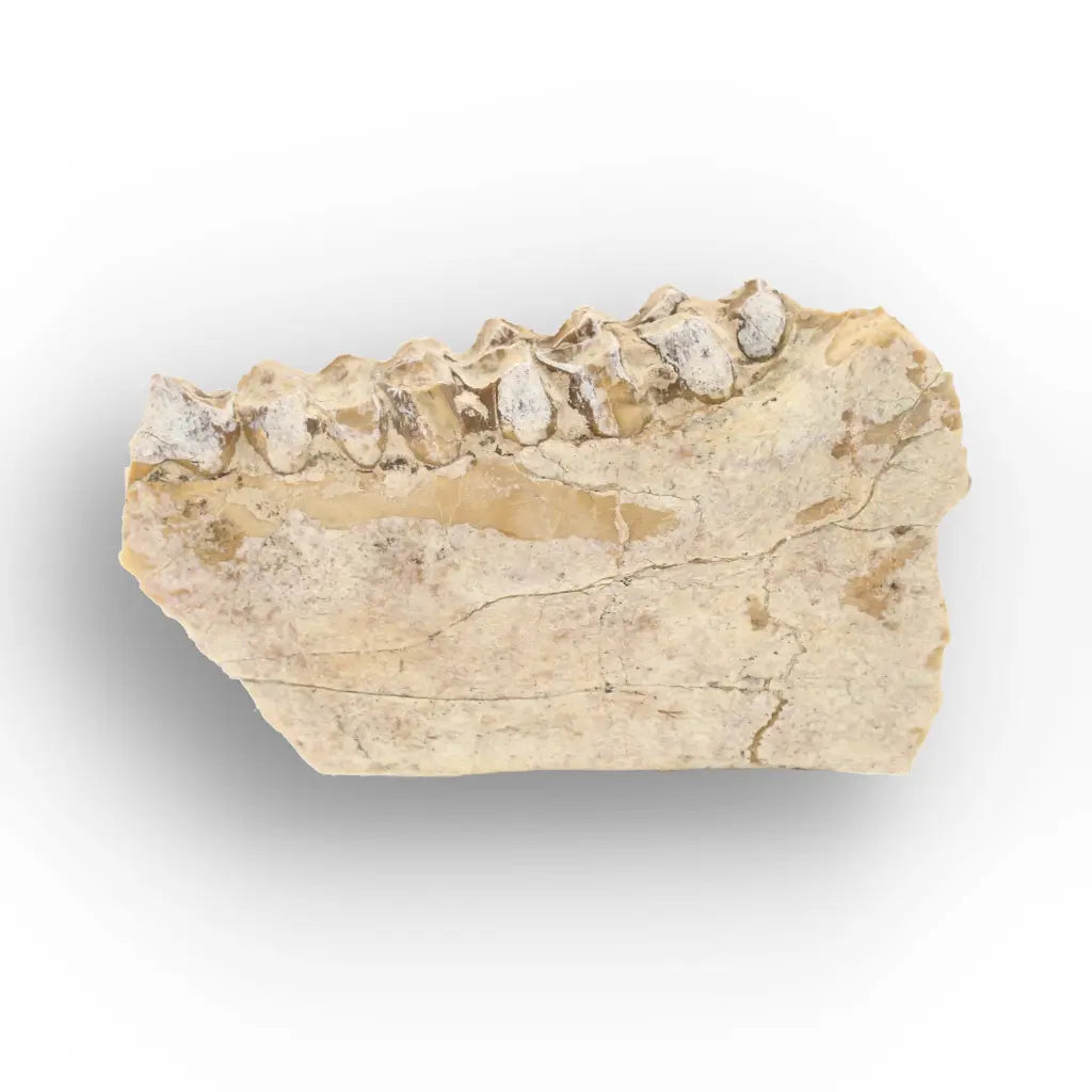 Oreodont Merycoidodon Jaw Fossil with Teeth – Wyoming