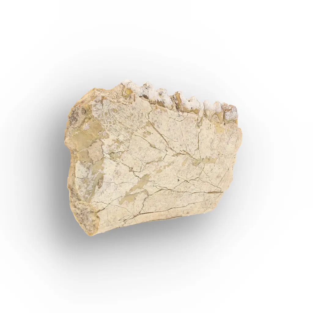 Oreodont Merycoidodon Jaw Fossil with Teeth – Wyoming