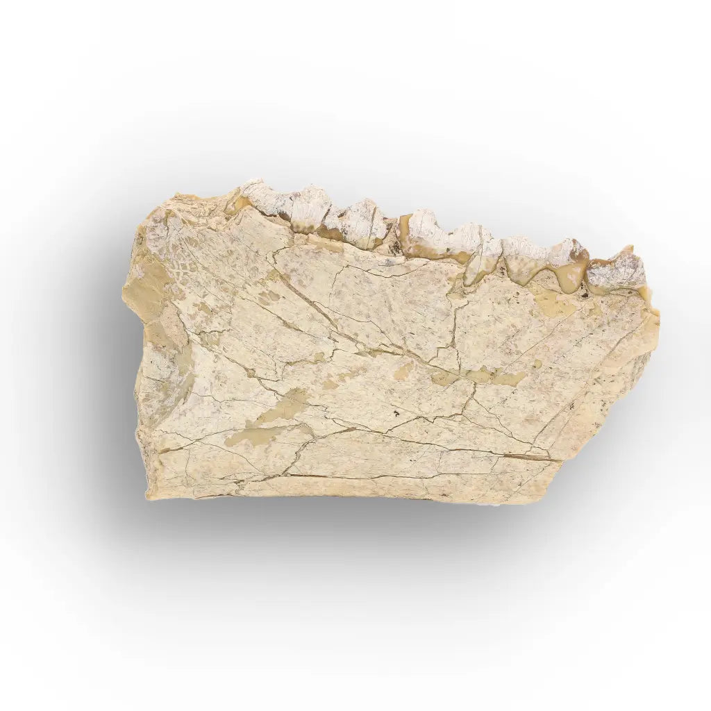 Oreodont Merycoidodon Jaw Fossil with Teeth – Wyoming