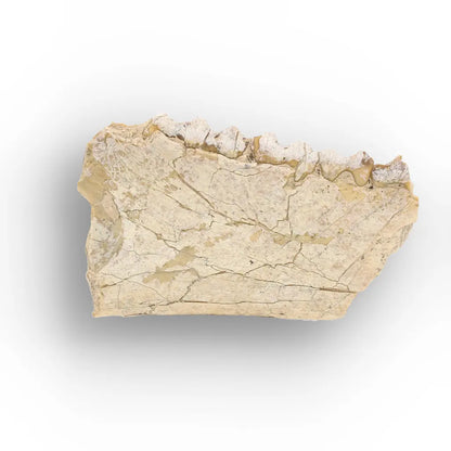 Oreodont Merycoidodon Jaw Fossil with Teeth – Wyoming
