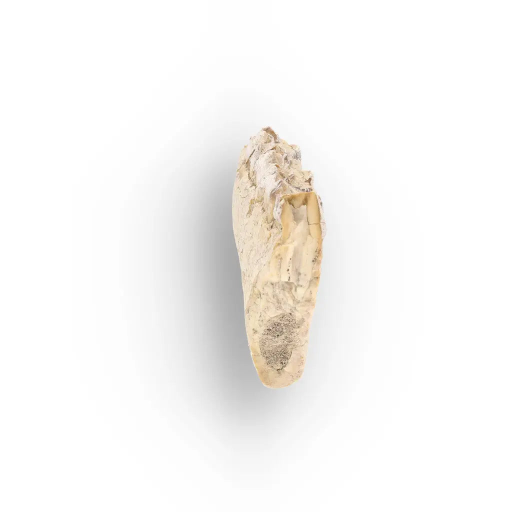 Oreodont Merycoidodon Jaw Fossil with Teeth – Wyoming