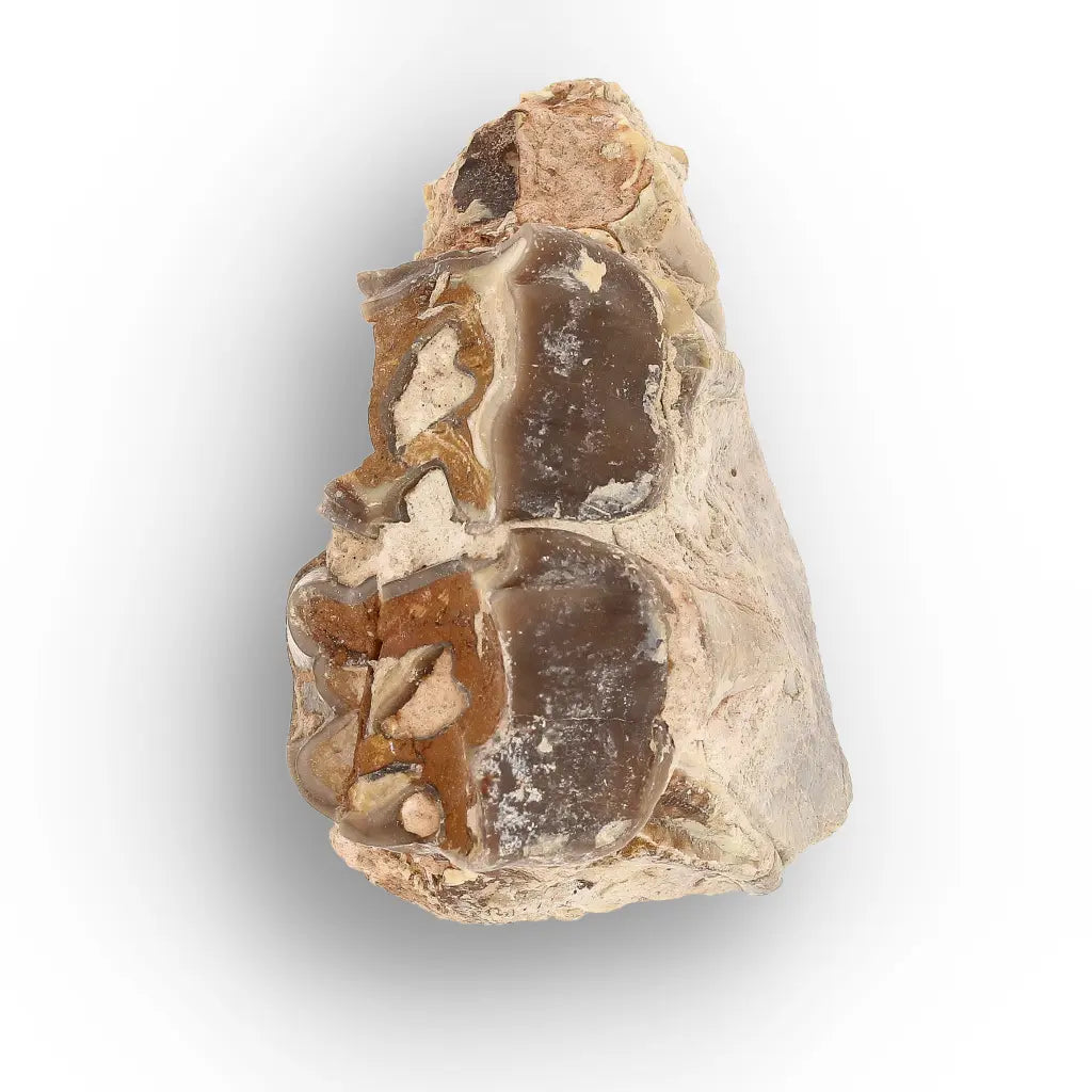 Running Rhino Jaw Fossil – Hyracodon from South Dakota