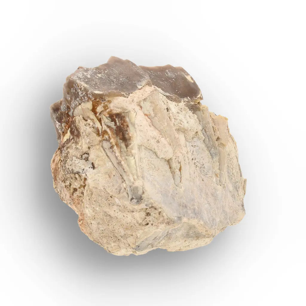 Running Rhino Jaw Fossil – Hyracodon from South Dakota