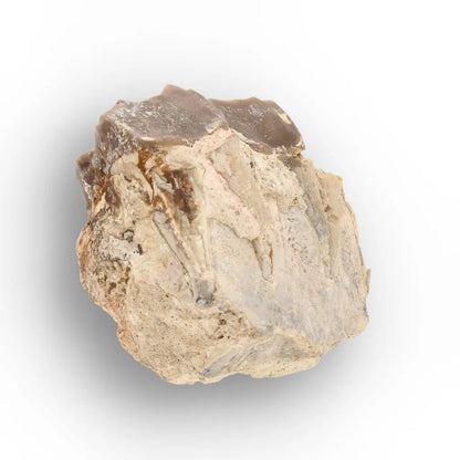 Running Rhino Jaw Fossil – Hyracodon from South Dakota