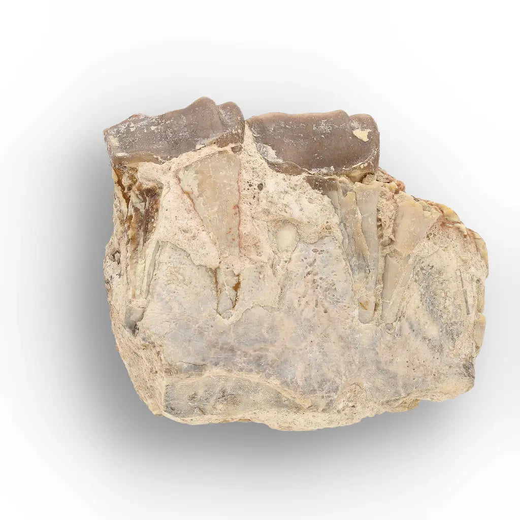 Running Rhino Jaw Fossil – Hyracodon from South Dakota