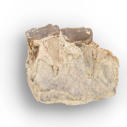 Running Rhino Jaw Fossil – Hyracodon from South Dakota