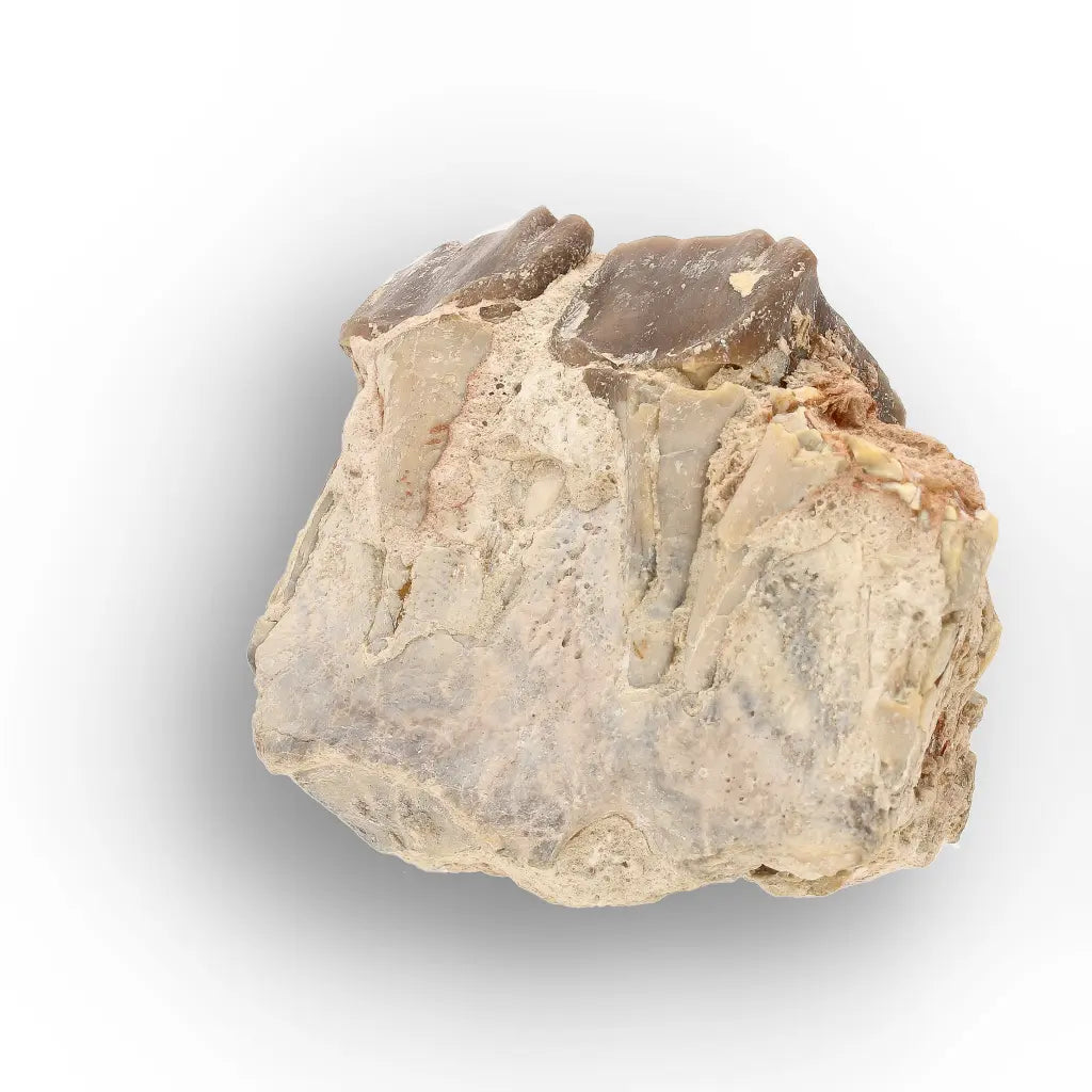 Running Rhino Jaw Fossil – Hyracodon from South Dakota