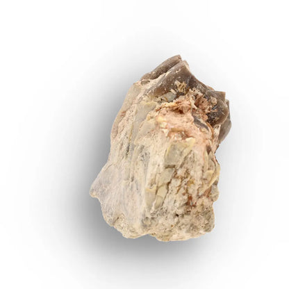 Running Rhino Jaw Fossil – Hyracodon from South Dakota