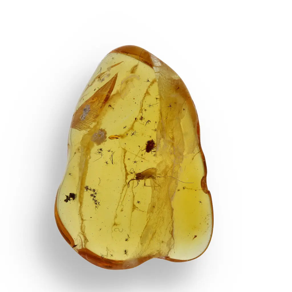 Get your Authentic Baltic Amber with Prehistoric Insect Fossil online now or in store at Forever Gems in Franschhoek, South Africa