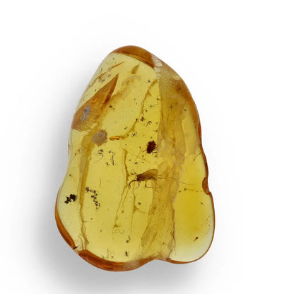 Get your Authentic Baltic Amber with Prehistoric Insect Fossil online now or in store at Forever Gems in Franschhoek, South Africa
