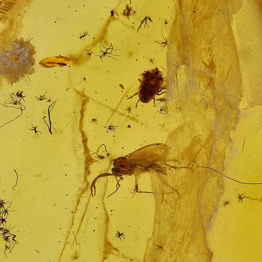 Get your Authentic Baltic Amber with Prehistoric Insect Fossil online now or in store at Forever Gems in Franschhoek, South Africa