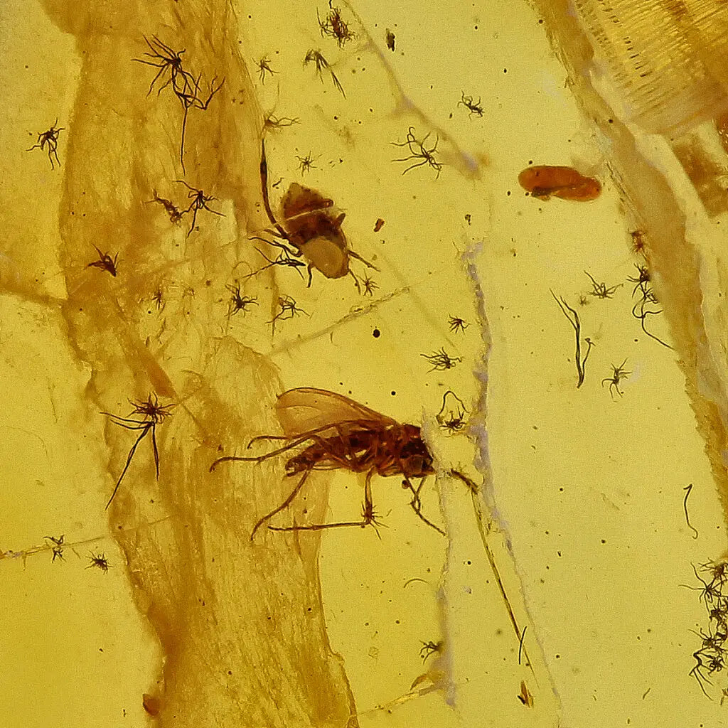Get your Authentic Baltic Amber with Prehistoric Insect Fossil online now or in store at Forever Gems in Franschhoek, South Africa