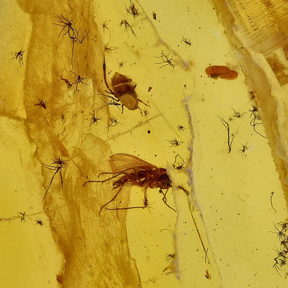 Get your Authentic Baltic Amber with Prehistoric Insect Fossil online now or in store at Forever Gems in Franschhoek, South Africa