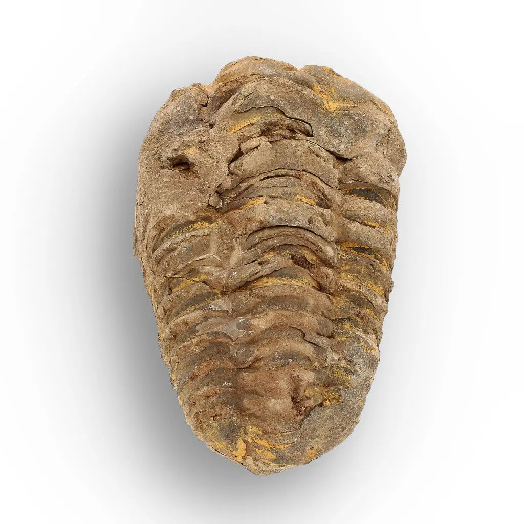 Get your Calymene Trilobite Fossil – Authentic Silurian from Morocco online now or in store at Forever Gems in Franschhoek, South Africa