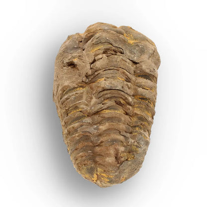 Get your Calymene Trilobite Fossil – Authentic Silurian from Morocco online now or in store at Forever Gems in Franschhoek, South Africa