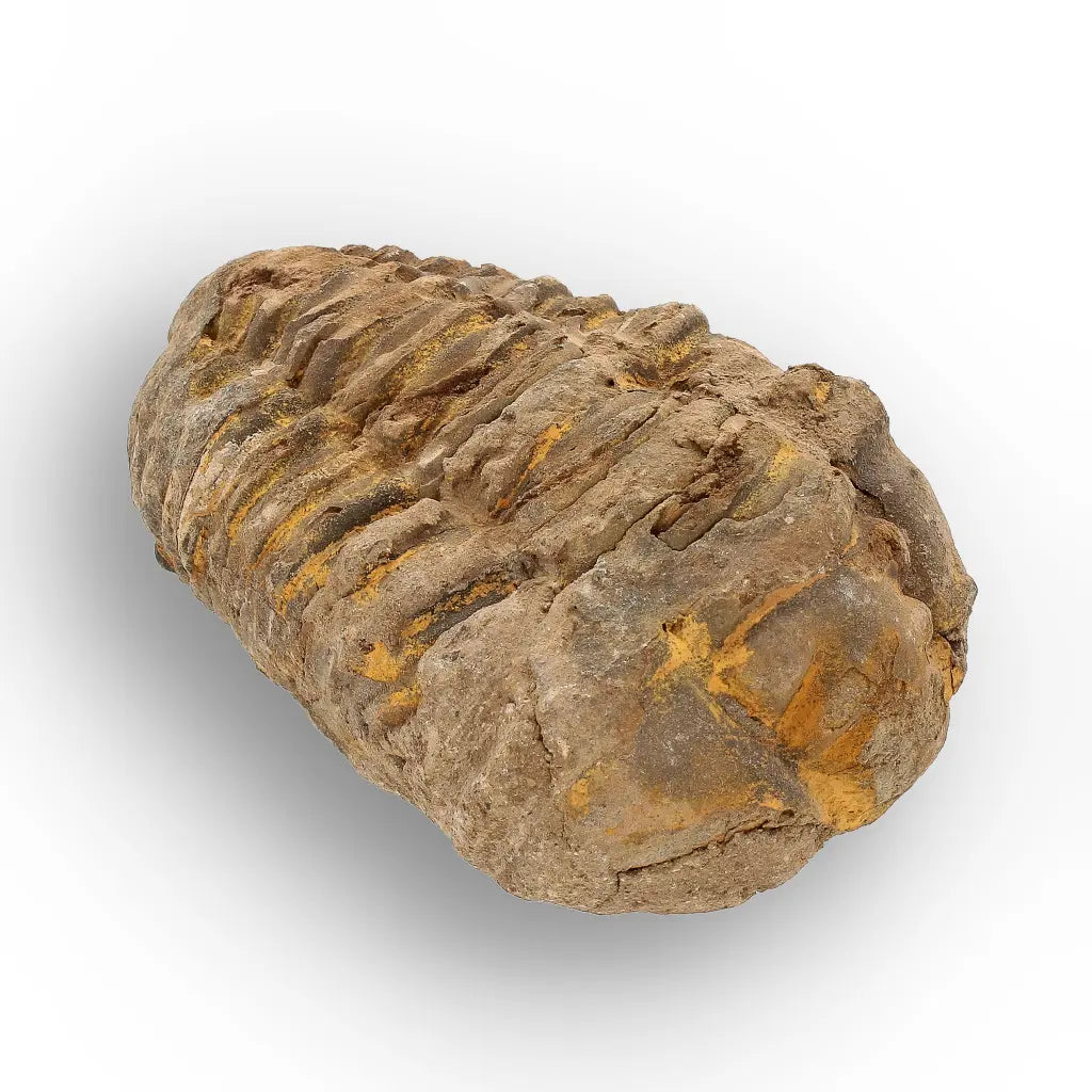 Get your Calymene Trilobite Fossil – Authentic Silurian from Morocco online now or in store at Forever Gems in Franschhoek, South Africa