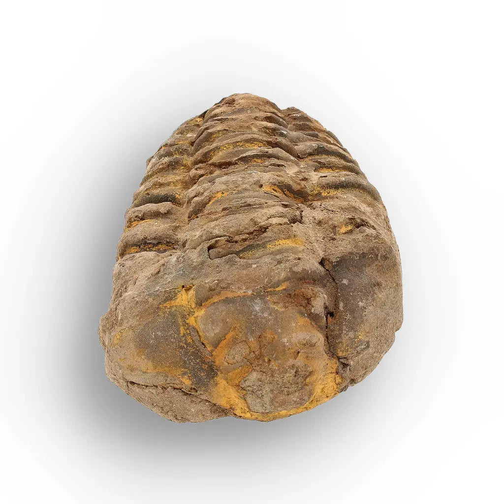 Get your Calymene Trilobite Fossil – Authentic Silurian from Morocco online now or in store at Forever Gems in Franschhoek, South Africa