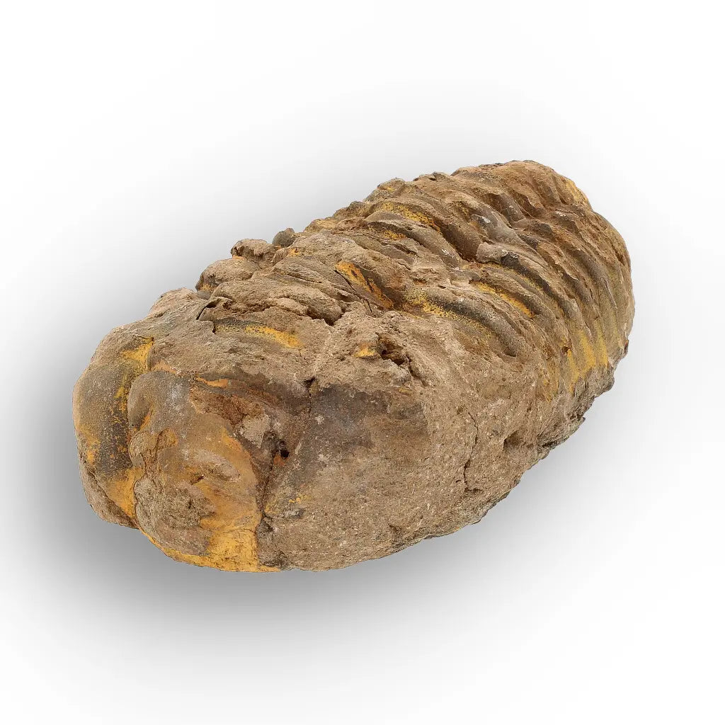 Get your Calymene Trilobite Fossil – Authentic Silurian from Morocco online now or in store at Forever Gems in Franschhoek, South Africa