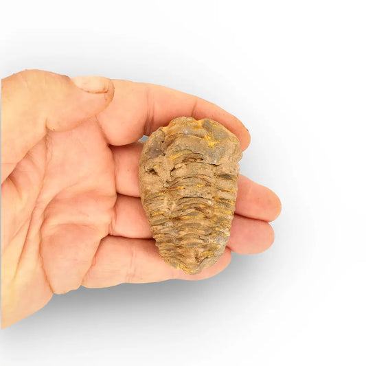 Get your Calymene Trilobite Fossil – Authentic Silurian from Morocco online now or in store at Forever Gems in Franschhoek, South Africa