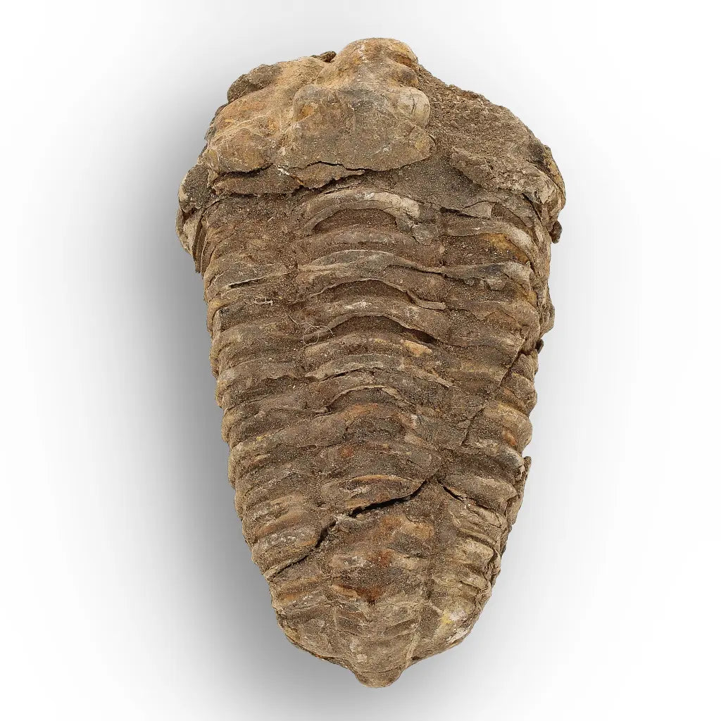 Get your Calymene Trilobite Fossil – 400 Million Year Old from Morocco online now or in store at Forever Gems in Franschhoek, South Africa