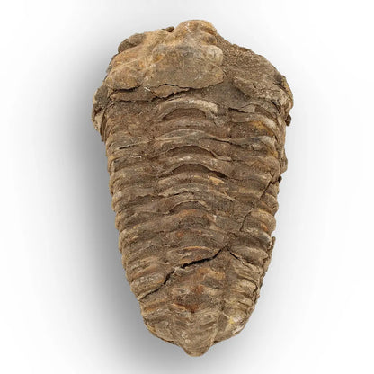Get your Calymene Trilobite Fossil – 400 Million Year Old from Morocco online now or in store at Forever Gems in Franschhoek, South Africa