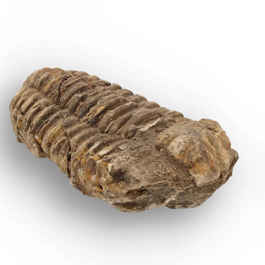 Get your Calymene Trilobite Fossil – 400 Million Year Old from Morocco online now or in store at Forever Gems in Franschhoek, South Africa