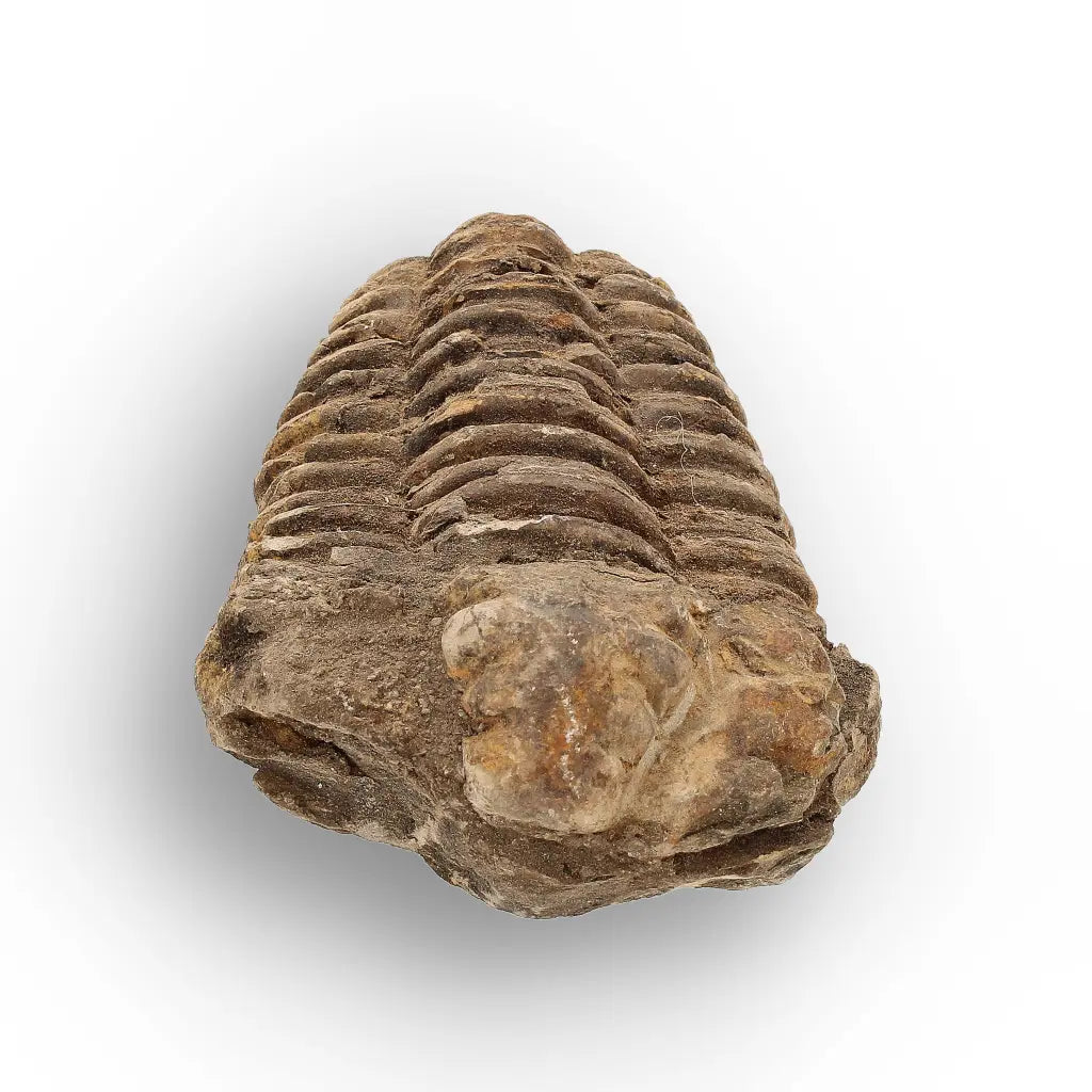 Get your Calymene Trilobite Fossil – 400 Million Year Old from Morocco online now or in store at Forever Gems in Franschhoek, South Africa