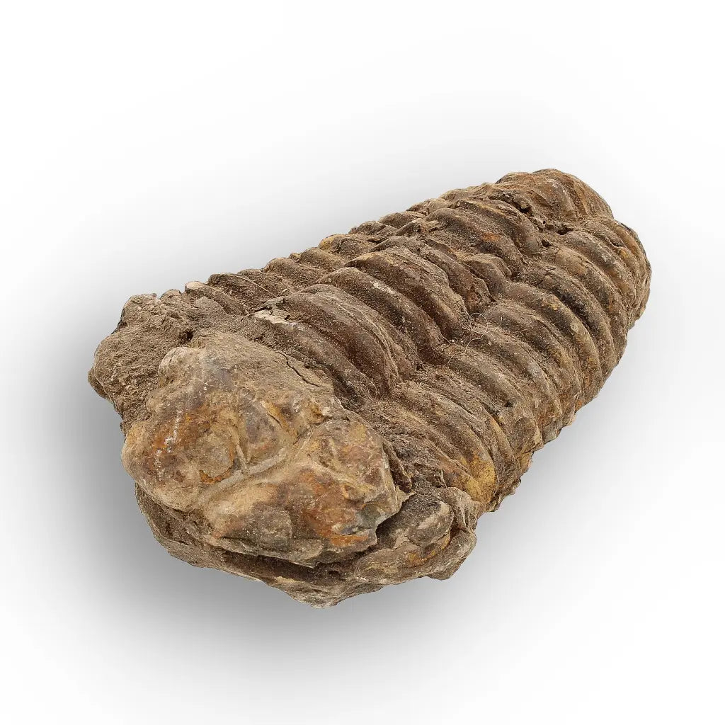 Get your Calymene Trilobite Fossil – 400 Million Year Old from Morocco online now or in store at Forever Gems in Franschhoek, South Africa