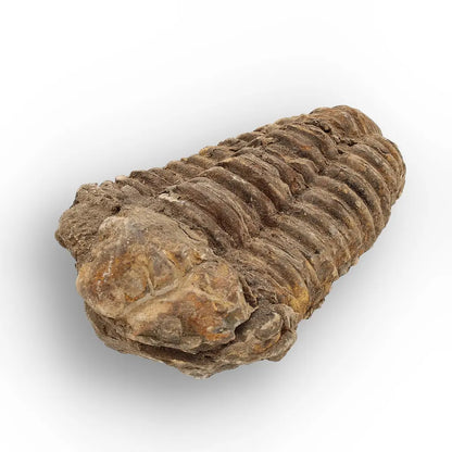 Get your Calymene Trilobite Fossil – 400 Million Year Old from Morocco online now or in store at Forever Gems in Franschhoek, South Africa