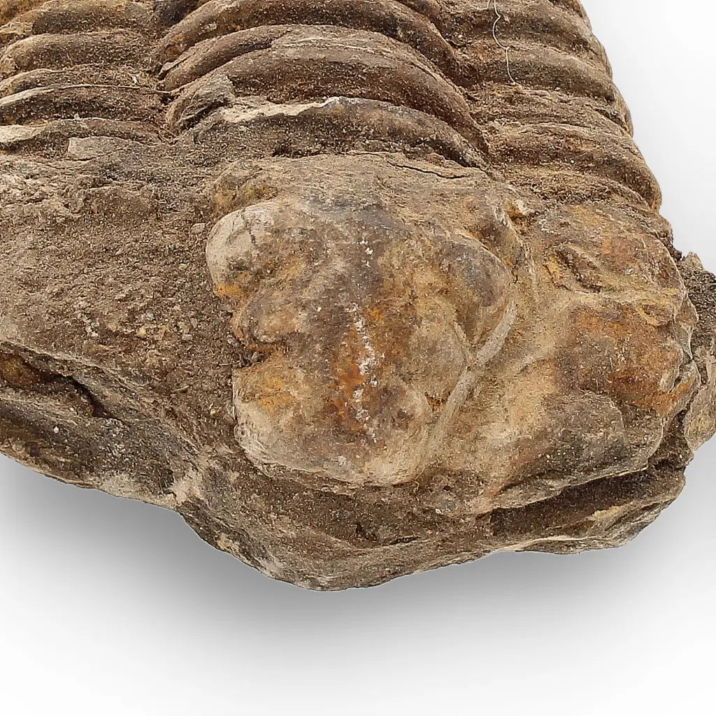 Get your Calymene Trilobite Fossil – 400 Million Year Old from Morocco online now or in store at Forever Gems in Franschhoek, South Africa