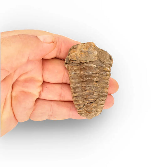 Get your Calymene Trilobite Fossil – 400 Million Year Old from Morocco online now or in store at Forever Gems in Franschhoek, South Africa