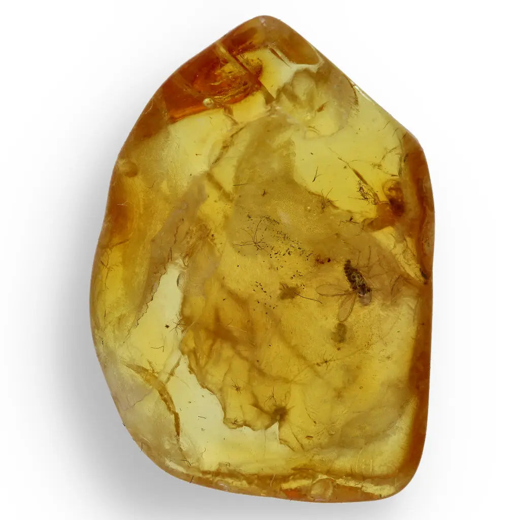Get your Natural Baltic Amber Specimen with Trapped Insect online now or in store at Forever Gems in Franschhoek, South Africa