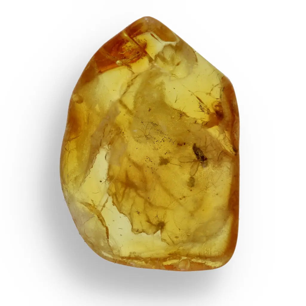Get your Natural Baltic Amber Specimen with Trapped Insect online now or in store at Forever Gems in Franschhoek, South Africa