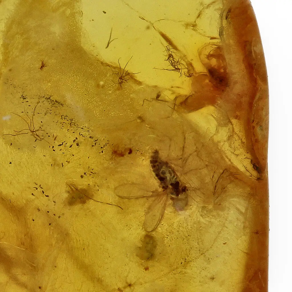 Get your Natural Baltic Amber Specimen with Trapped Insect online now or in store at Forever Gems in Franschhoek, South Africa