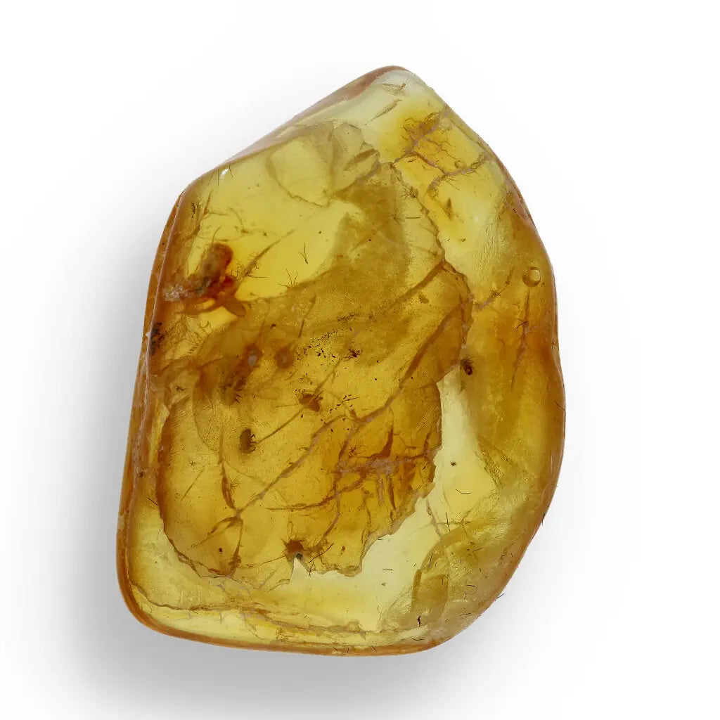 Get your Natural Baltic Amber Specimen with Trapped Insect online now or in store at Forever Gems in Franschhoek, South Africa