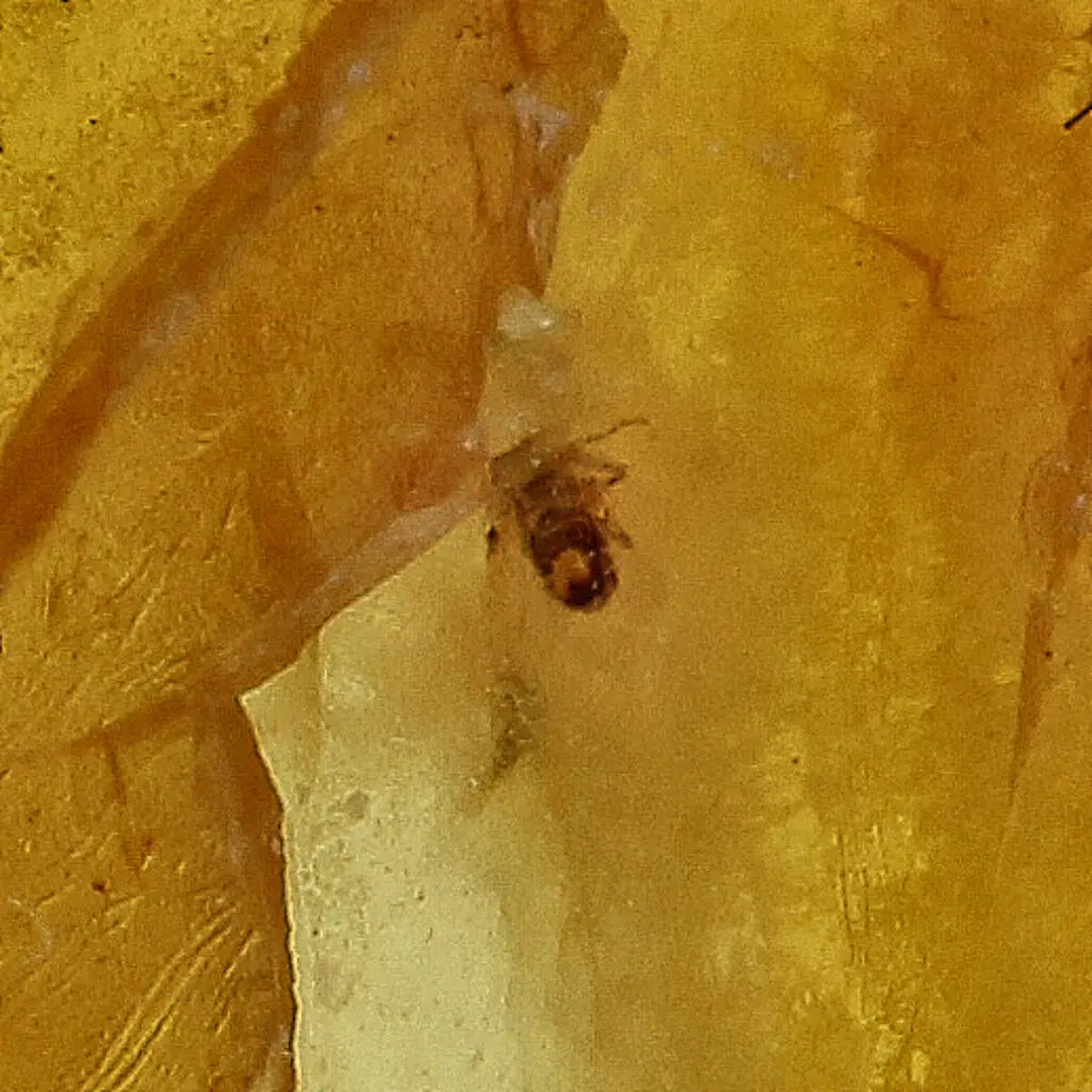 Get your Natural Baltic Amber Specimen with Trapped Insect online now or in store at Forever Gems in Franschhoek, South Africa
