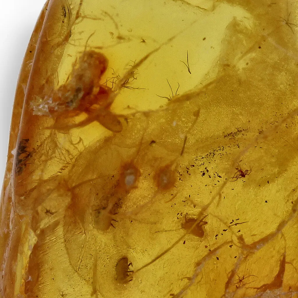 Get your Natural Baltic Amber Specimen with Trapped Insect online now or in store at Forever Gems in Franschhoek, South Africa