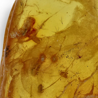 Get your Natural Baltic Amber Specimen with Trapped Insect online now or in store at Forever Gems in Franschhoek, South Africa