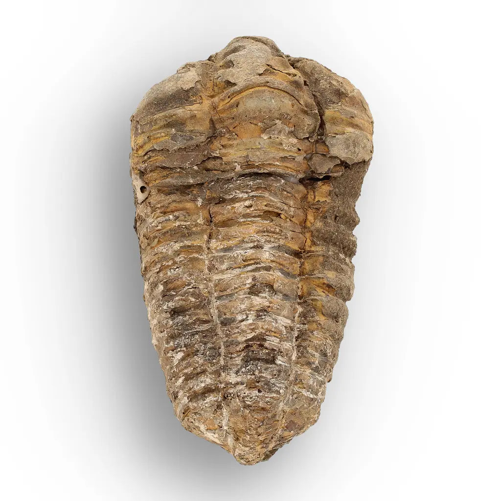 Get your Calymene Trilobite Fossil – Silurian Age Specimen from Morocco online now or in store at Forever Gems in Franschhoek, South Africa