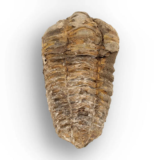 Get your Calymene Trilobite Fossil – Silurian Age Specimen from Morocco online now or in store at Forever Gems in Franschhoek, South Africa