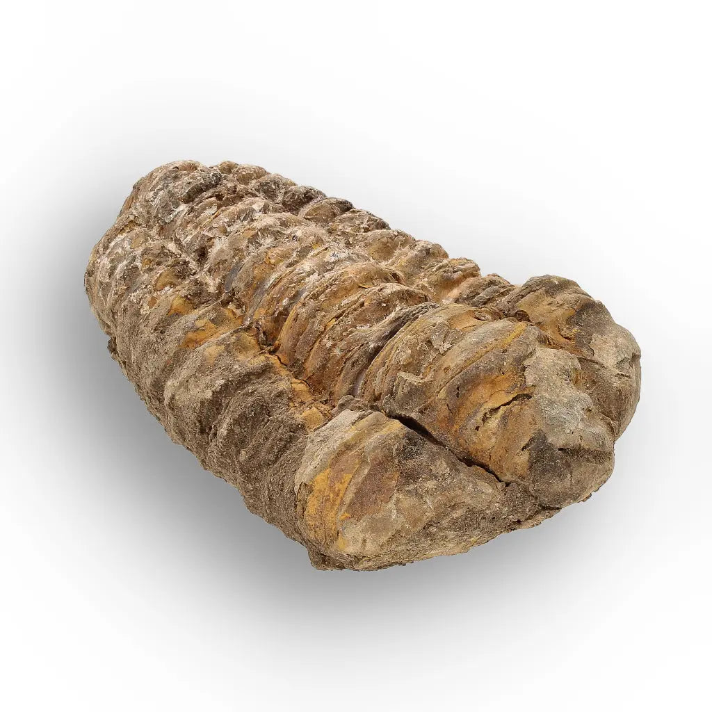Get your Calymene Trilobite Fossil – Silurian Age Specimen from Morocco online now or in store at Forever Gems in Franschhoek, South Africa