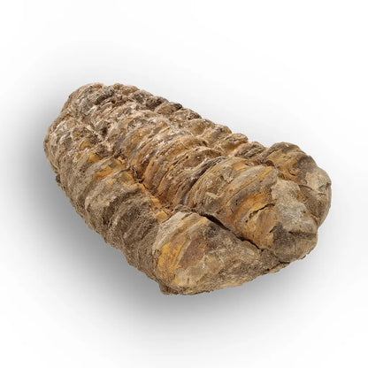 Get your Calymene Trilobite Fossil – Silurian Age Specimen from Morocco online now or in store at Forever Gems in Franschhoek, South Africa