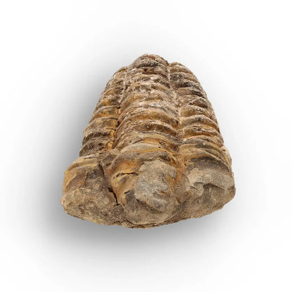 Get your Calymene Trilobite Fossil – Silurian Age Specimen from Morocco online now or in store at Forever Gems in Franschhoek, South Africa