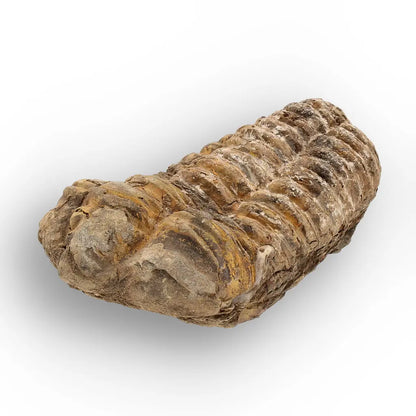 Get your Calymene Trilobite Fossil – Silurian Age Specimen from Morocco online now or in store at Forever Gems in Franschhoek, South Africa