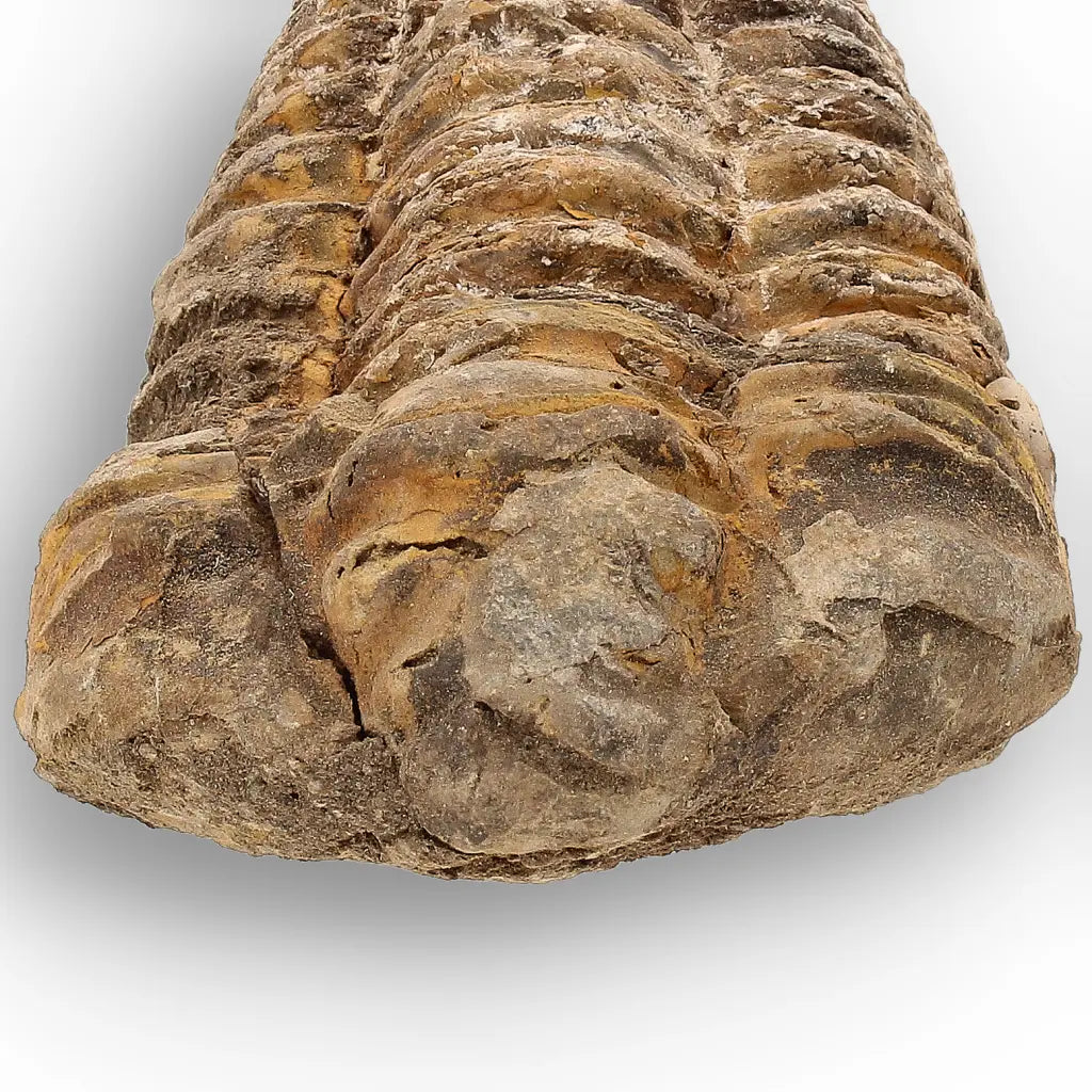 Get your Calymene Trilobite Fossil – Silurian Age Specimen from Morocco online now or in store at Forever Gems in Franschhoek, South Africa
