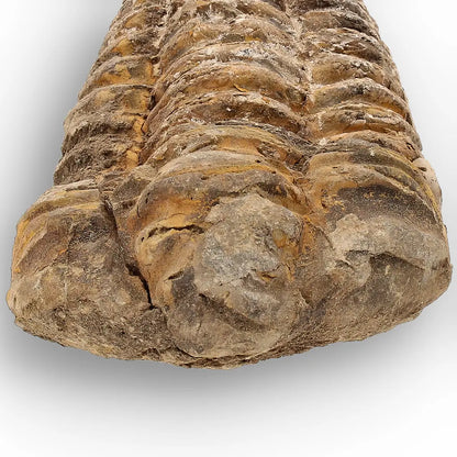 Get your Calymene Trilobite Fossil – Silurian Age Specimen from Morocco online now or in store at Forever Gems in Franschhoek, South Africa