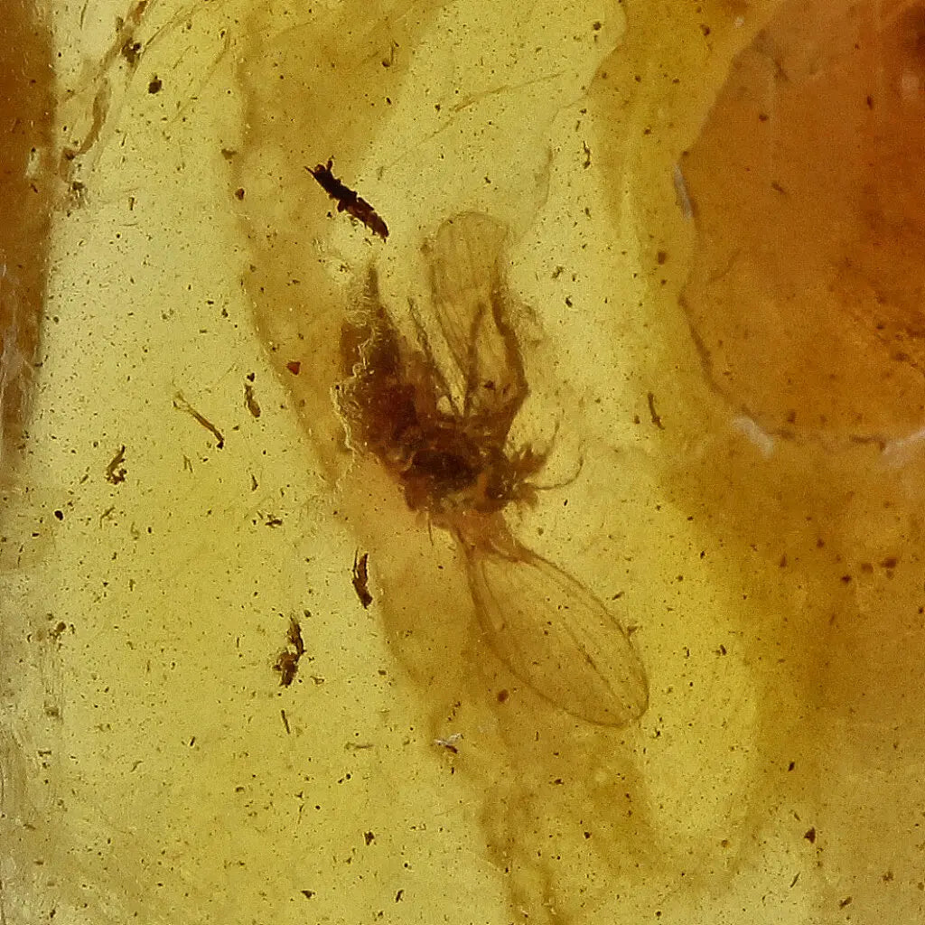Get your Real Baltic Amber - Fossil Insect from 40 Million Years online now or in store at Forever Gems in Franschhoek, South Africa