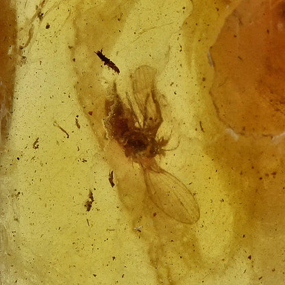 Get your Real Baltic Amber - Fossil Insect from 40 Million Years online now or in store at Forever Gems in Franschhoek, South Africa