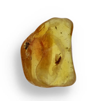 Get your Real Baltic Amber - Fossil Insect from 40 Million Years online now or in store at Forever Gems in Franschhoek, South Africa