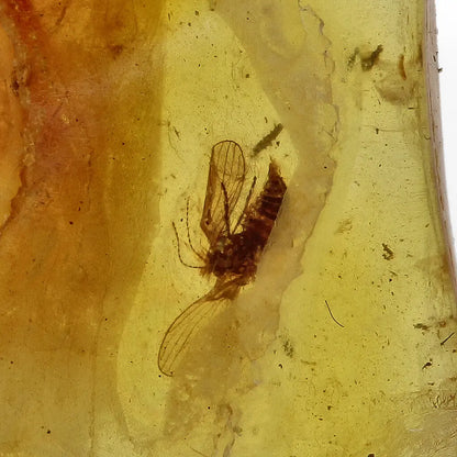 Get your Real Baltic Amber - Fossil Insect from 40 Million Years online now or in store at Forever Gems in Franschhoek, South Africa